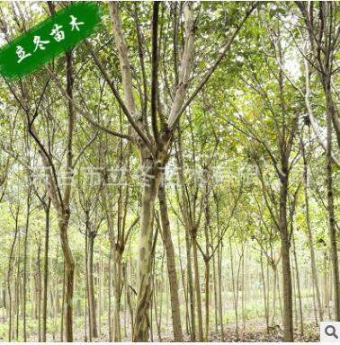 紫薇 基地直销 鲜艳美丽 行道树 园林景观 绿化图2