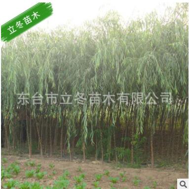 垂柳 风景树 校园 公园庭萌树 降温 绿化 环境 行道树图2