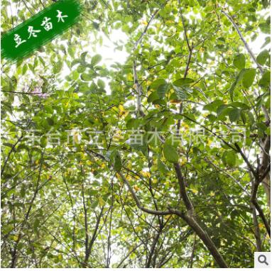 紫薇 痒痒树 花色鲜艳美丽 紫薇木材坚硬 家具 盆景图2