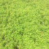 低价供应绿化苗木红王子锦带 工程绿化苗木 各种规格齐全