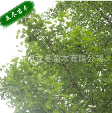 银杏树白果树 增添风景 风景树 湿地绿化 背景画 老寿星图3