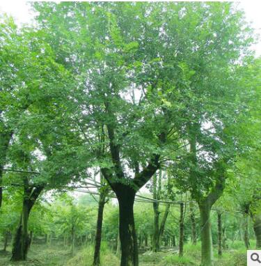 量大从优朴树 洁苒种植场专业种植批发定制环保绿色无污染图2