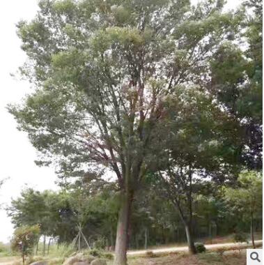 园林植物专业生产定制批发榉树 绿色环保绿化苗木净化空气防风图3