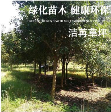 园林植物专业生产定制批发榉树 绿色环保绿化苗木净化空气防风图2