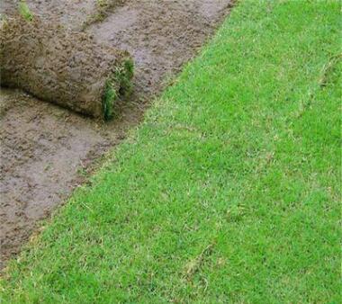 高羊茅草坪 绿化草坪多款可选健康环保图2