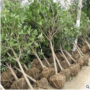 洁苒种植场专业批发桂花 天然清香健康环保 绿化苗木