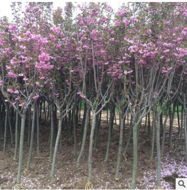 樱花绿化苗木 种植场专业生产量大从优质量保障观赏性高