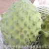 番荔枝苗 台湾凤梨释迦果树苗 嫁接苗 广西灵山刺果番荔枝苗批发