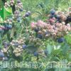 北方南方种植 果树 蓝莓树苗 蓝莓苗盆栽 当年结果 蓝莓树苗