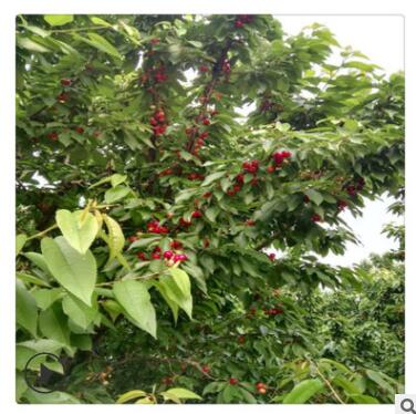 樱桃苗品种纯正 拉宾斯樱桃苗品种图3