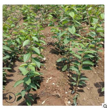 樱桃苗品种纯正 拉宾斯樱桃苗品种图2