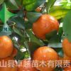 广西苗圃包邮直销砂糖橘嫁接苗 无籽砂糖桔果树苗 裸根苗免邮寄送