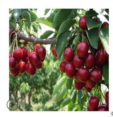 拉宾斯樱桃苗品种 吉塞拉樱桃苗管理 4公分樱桃苗当年结果图3