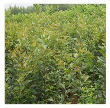 拉宾斯樱桃苗品种 吉塞拉樱桃苗管理 4公分樱桃苗当年结果图2