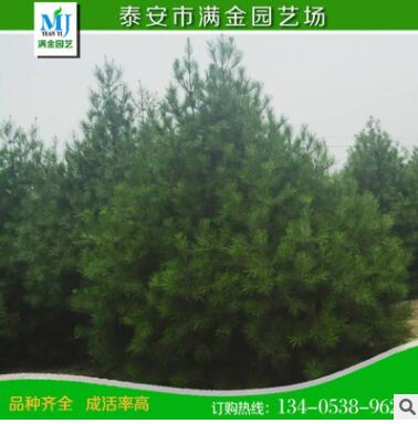 山东白皮松基地出产大型白皮松 优质绿化白皮松0.8-1米量大价低图3