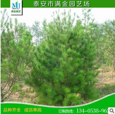 山东白皮松基地出产大型白皮松 优质绿化白皮松0.8-1米量大价低图2