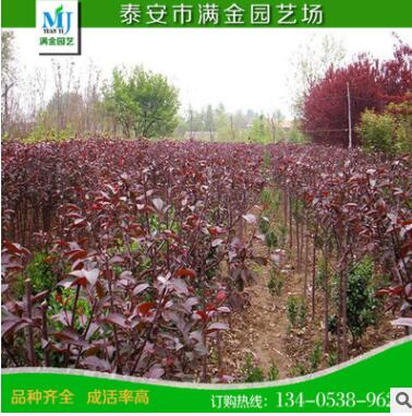 红紫叶李苗 红叶李树苗 批发速生紫叶李小苗 紫叶李树苗 庭院绿植图2