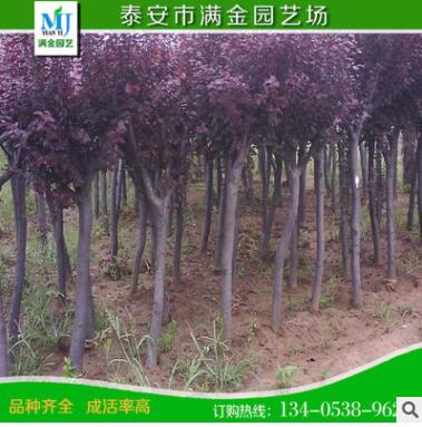 红紫叶李苗 红叶李树苗 批发速生紫叶李小苗 紫叶李树苗 庭院绿植图3