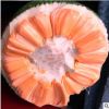 红肉菠萝蜜果树苗 马来西亚7号菠萝蜜 四季菠萝蜜嫁接苗 苗圃直销