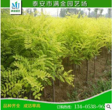 黄金槐批发 黄槐 槐树 金枝国槐 绿化工程黄金槐小苗规格齐全批发图2