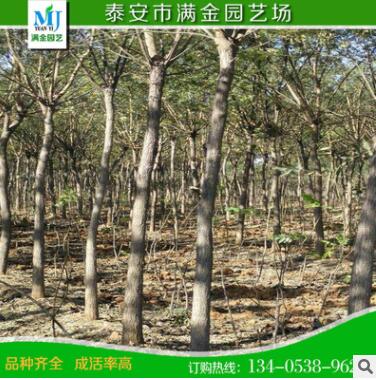 黄金槐批发 黄槐 槐树 金枝国槐 绿化工程黄金槐小苗规格齐全批发图3