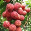 苗圃包邮直销嫁接桂味荔枝果树苗 当年结果 广西灵山县荔枝苗批发