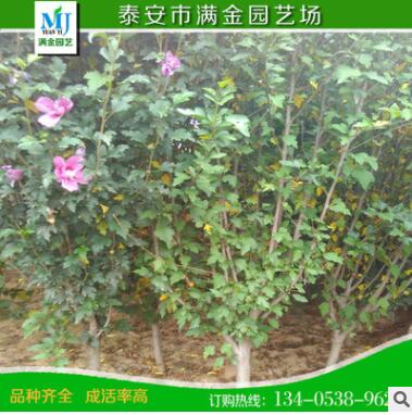 山东泰安木槿小苗 大量批发优质2公分木槿图2