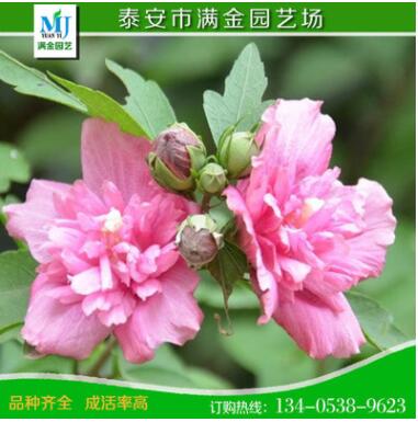 山东泰安木槿小苗 大量批发优质2公分木槿图3