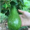 优质牛油果苗 当年结果 高品质四季水果 广西牛油果苗批发供应