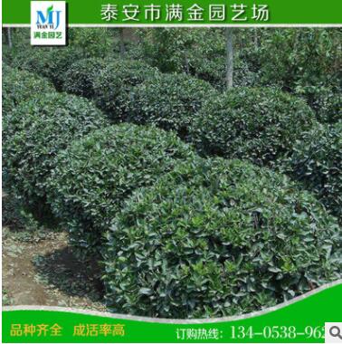 黄杨 小叶冬青小叶黄杨 绿化植物 护栏植物大小齐全图3