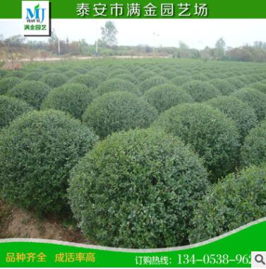 黄杨 小叶冬青小叶黄杨 绿化植物 护栏植物大小齐全图2