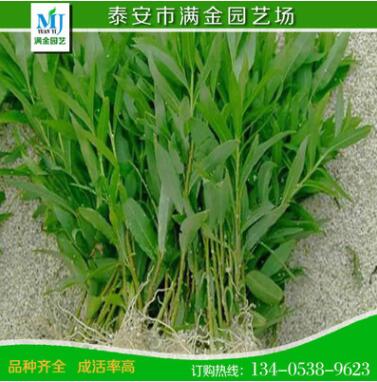 基地供应批发优质绿化苗木 竹柳树苗 速生竹柳苗 规格齐全 防护树图3