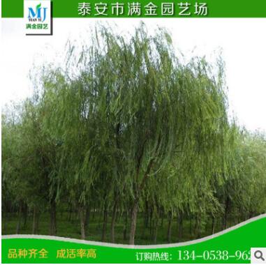 基地供应批发优质绿化苗木 竹柳树苗 速生竹柳苗 规格齐全 防护树图2