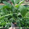 广西中草药牛大力幼苗批发供应 大力薯种苗 苗圃包邮直销营养杯苗