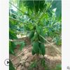 番木瓜苗 当年结果 水果木瓜苗 基地直销 南方北方种植 四季挂果