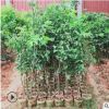 嫁接无核黄皮苗 郁南无核黄皮 当年结果 广西灵山果树苗木批发