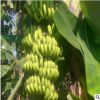 广西香蕉苗批发 苗圃直销巴西蕉果树苗 优质香蕉组培苗 当年结果