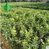 广西红肉蜜柚苗批发 琯溪蜜柚苗 南方果树苗 嫁接柚子苗 苗圃直销