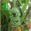 优质粉蕉大量供应 南方种植水果苗 当年结果 批发采购产地直供