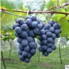 广西嫁接葡萄苗批发供应 夏黑葡萄苗 当年结果 最新引进葡萄品种