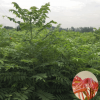 基地大量供应绿化树 大棚椿树苗 红油香椿树 成活率高 根系发达