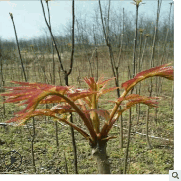 山东红油椿树种植 根系发达 香椿树多少钱一棵 栽种方法