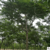 大量低价供应椿树优质椿树绿化苗木大量供应6-20公分的白皮椿树