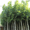 圆柱形法国梧桐 6-20公分法桐风景树苗 规格齐全园林绿化庭荫树苗