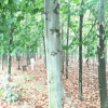 2019预定园林绿化法桐 法国梧桐 造型法桐 适用于国家绿化工程