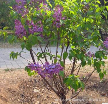 丁香树苗批发庭院观赏绿植丁香花苗园林工程绿化花木 多色大花