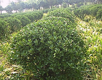 优质苗木景观树冬青卫矛大叶黄杨球 工程园林观赏植物 量优价优