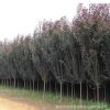 紫叶李基地批发工程绿化彩色绿篱速生红叶李树 规格齐全