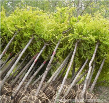 黄金槐树苗批发工程绿化苗木行道造型风景树黄金树图3