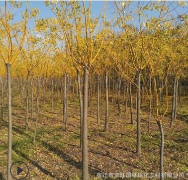 黄金槐树苗批发工程绿化苗木行道造型风景树黄金树图2
